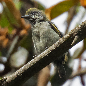 Moustached Tinkerbird