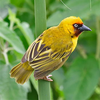 Northern Brown-throated Weaver