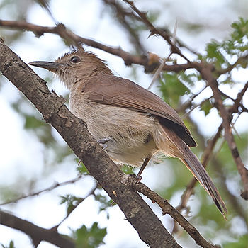 Northern Brownbul