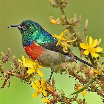 Northern Double-collared Sunbird