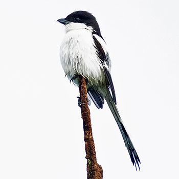 Northern Fiscal