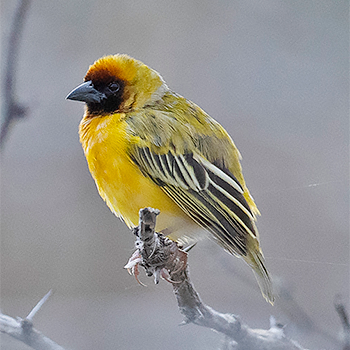 Northern Masked Weaver