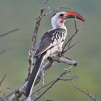 Northern Red-billed Hornbill