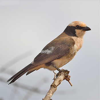 Northern White-crowned Shrike