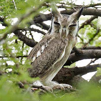 Northern White-faced Owl