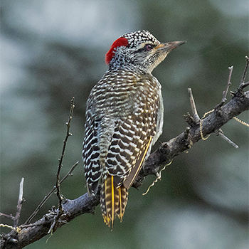 Nubian Woodpecker