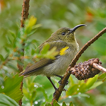 Olive Sunbird