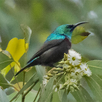Orange-tufted Sunbird