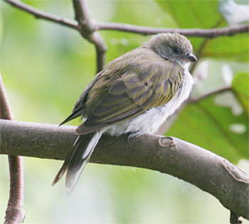 Pallid Honeyguide