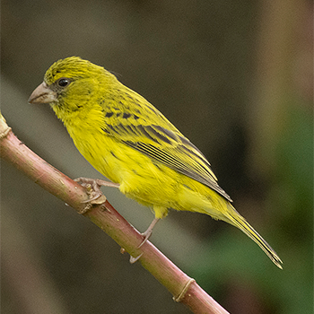 Papyrus Canary
