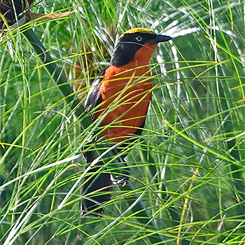 Papyrus Gonolek