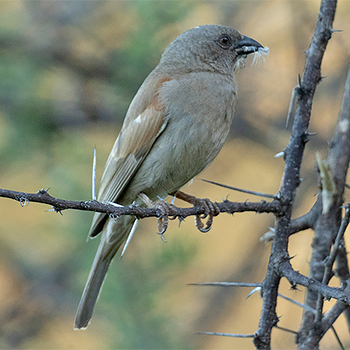 Parrot-billed Sparrow