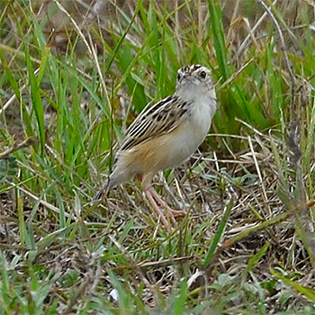 Pectoral-patch Cisticola
