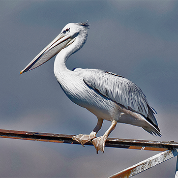 Pink-backed Pelican