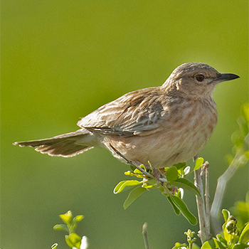 Pink-breasted Lark