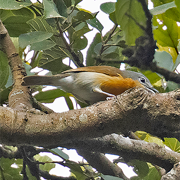 Pink-footed Puffback