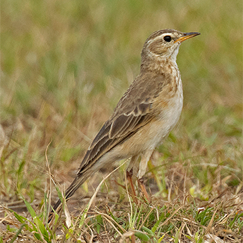 Plain-backed Pipit