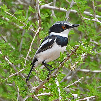 Pygmy Batis