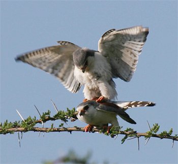 Pygmy Falcons