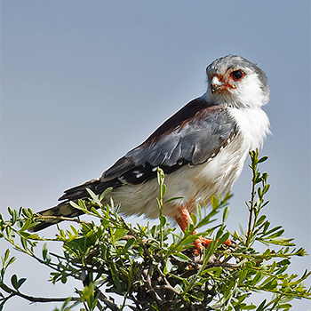 Pygmy Falcon