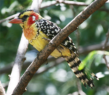 Red-and-yellow Barbet