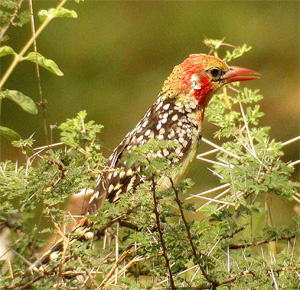 Red-and-yellow Barbet