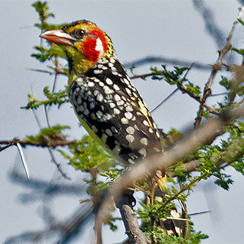 Red-and-yellow Barbet