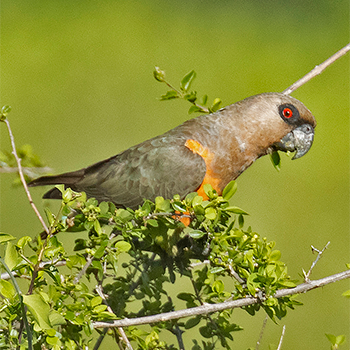 Red-bellied Parrot