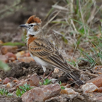 Red-capped Lark