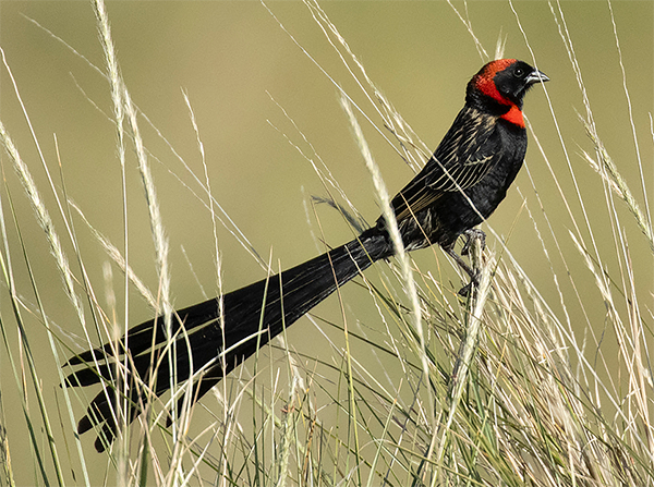 Red-collared Widowbird