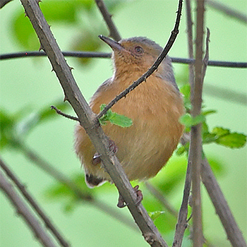 Red-faced Crombec