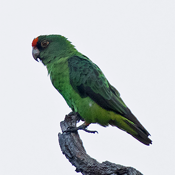 Red-fronted Parrot