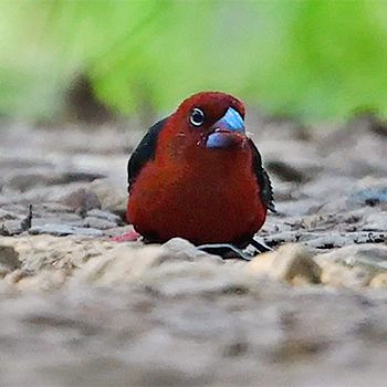 Red-headed Bluebill