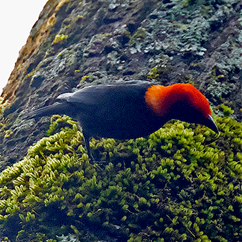 Red-headed Malimbe