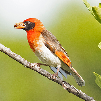 Red-headed Weaver