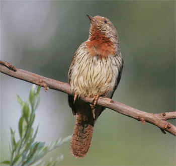 Rufous-necked Wryneck