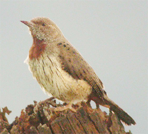 Rufous-necked Wryneck