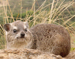 Rock Hyrax