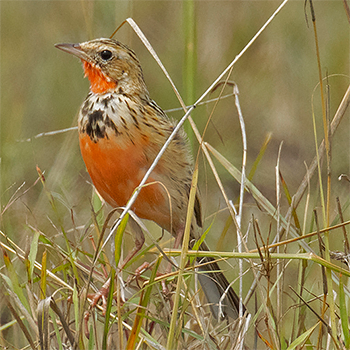 Rosy-throated Longclaw