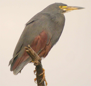 Rufous-bellied Heron