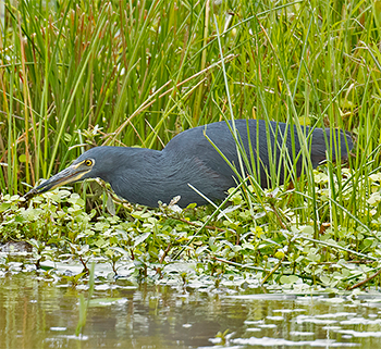 Rufous-bellied Heron