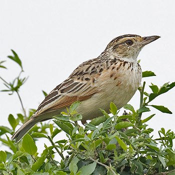 Rufous-naped Lark