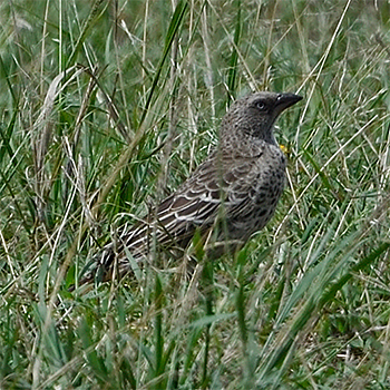 Rufous-tailed Weaver