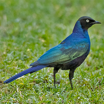Rüppell's Starling