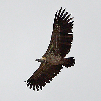 Rüppell's Vulture