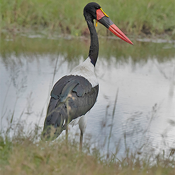 Saddle-billed Stork