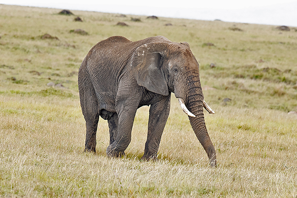 Savanna Elephant