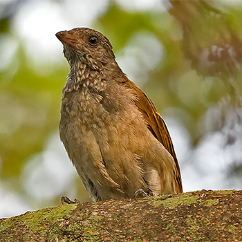 Scaly-throated Honeyguide