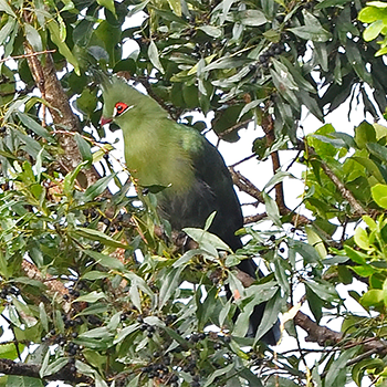 Schalow's Turaco
