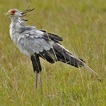 Secretarybird
